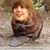 Justin Beaver