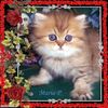 elenad
